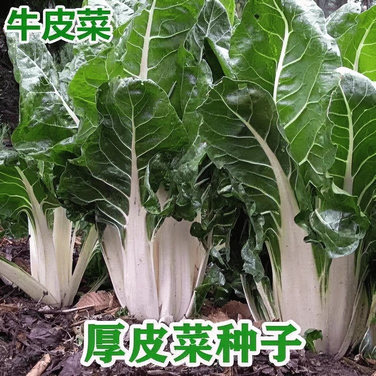 白梗大叶牛皮菜种子根达菜厚皮菜莙荙菜种籽春秋青菜农家蔬菜孑