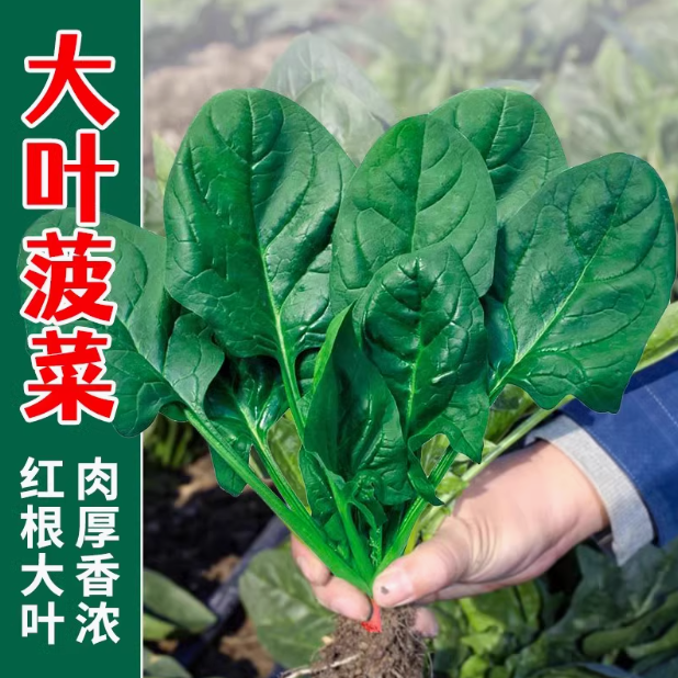大叶菠菜种子四季菠菜籽阳台盆栽蔬菜种子秋播越冬