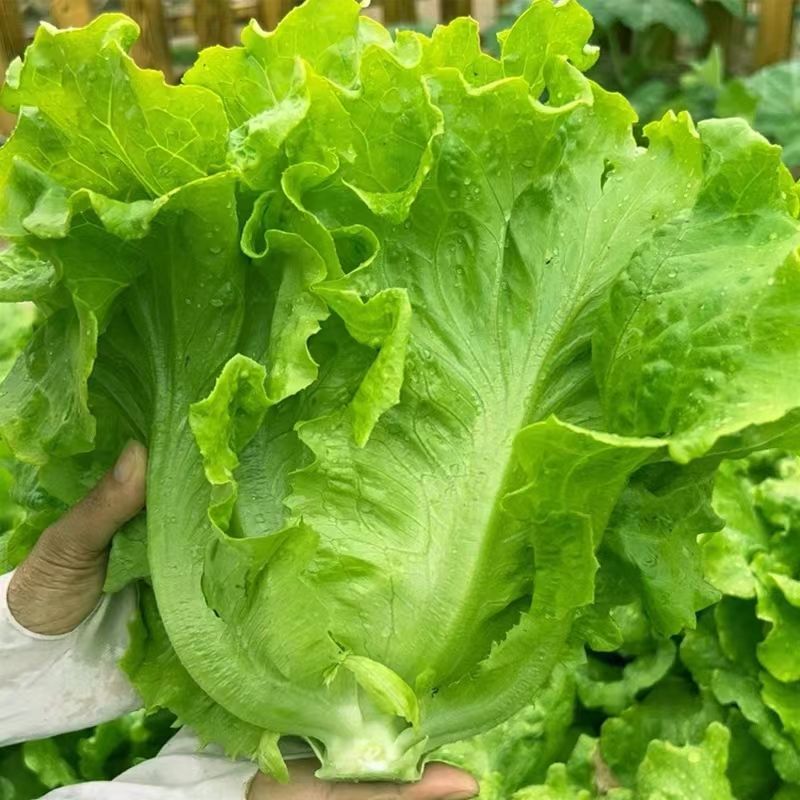 意大利生菜种子脆爽生吃生菜种籽大田庭院阳台蔬菜