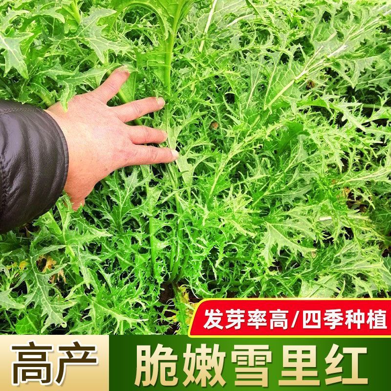 雪里红种子耐寒耐高温高产雪里蕻腊菜腌菜春不老浓香栽培浇水播种