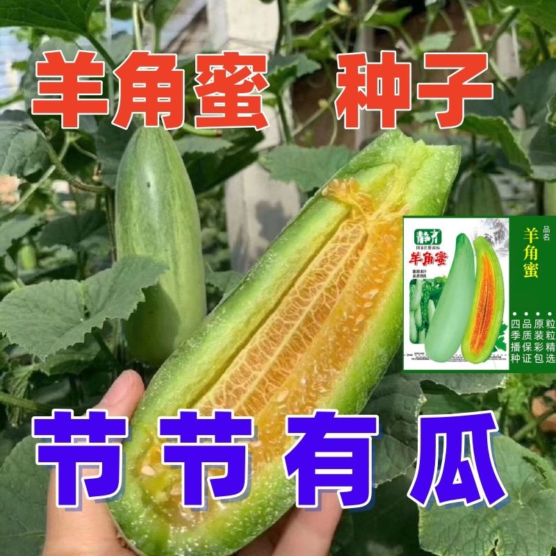 甜脆羊角蜜种子羊角酥甜瓜种籽香瓜密薄皮春易种抗