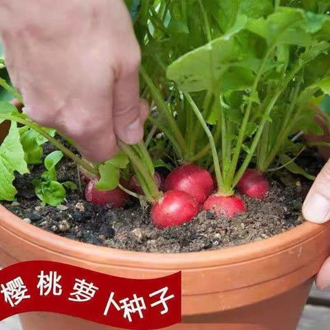樱桃萝卜种子迷你萝卜种籽生吃小水果萝卜四季可种蔬菜种子