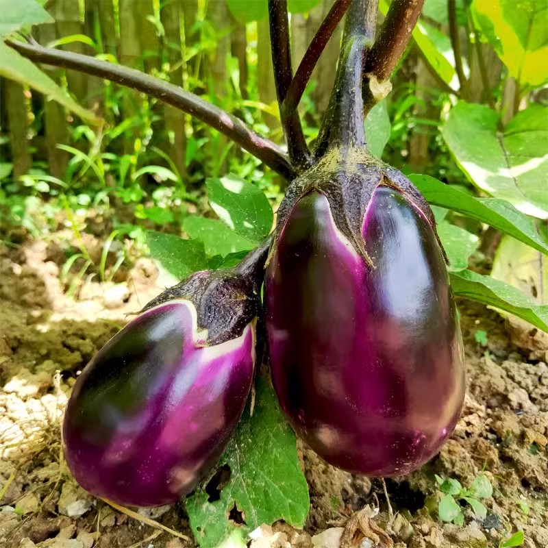 紫罐茄子种子特大紫罐茄种子牛心紫黑罐茄春季四季播蔬菜种子