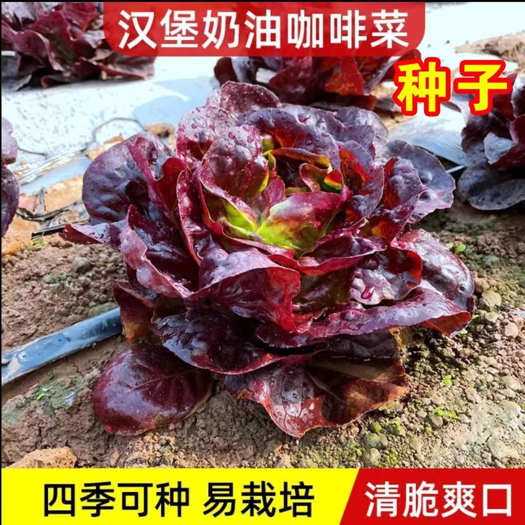 奶油咖啡紫生菜种子苗紫叶生菜种籽春季四季耐寒种籽紫色高产优选