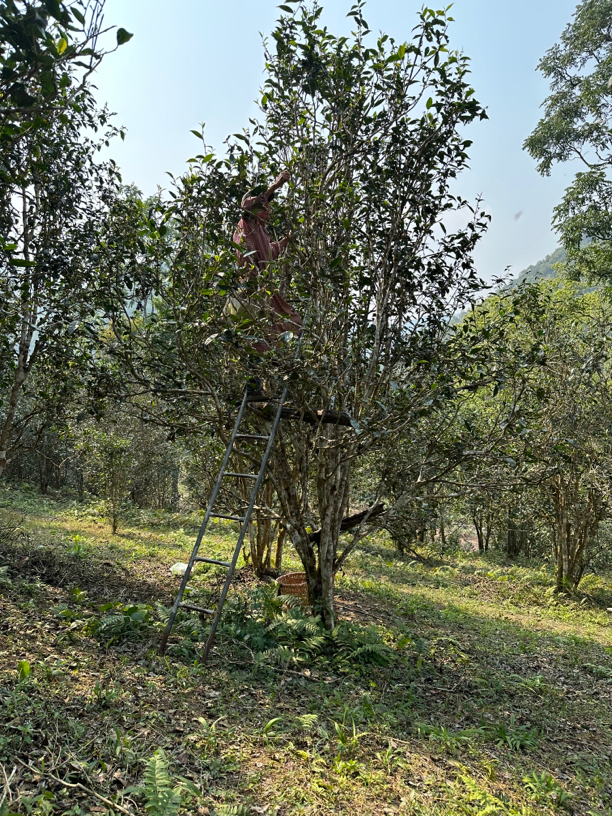 “陈永珍”2024易武三家寨纯古头春50克品鉴装！拆封不退！