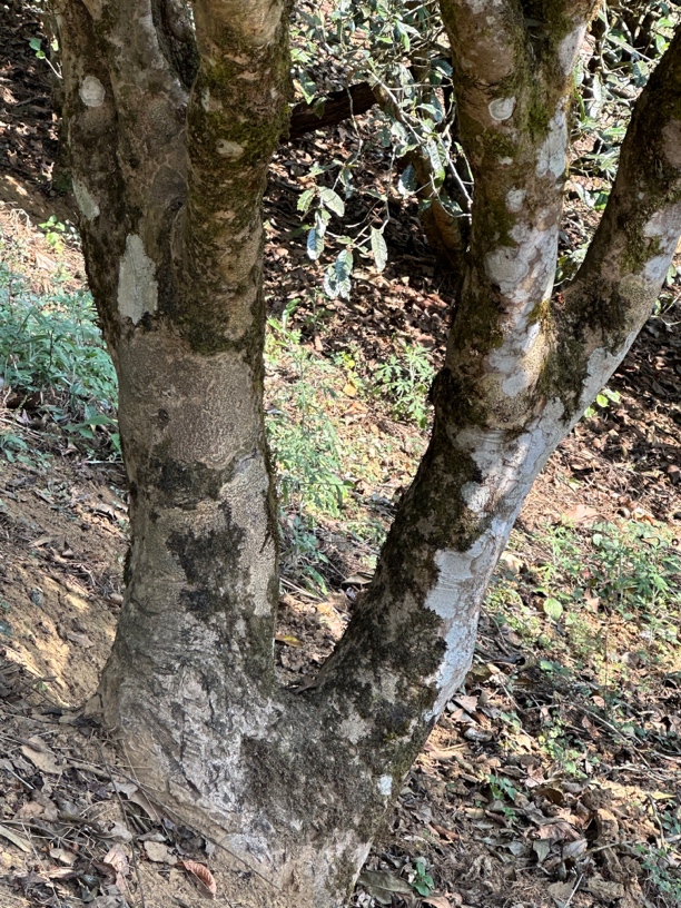 2024麻黑石门坎七龙株头春50克品鉴装（含黄金叶）！拆封不退！