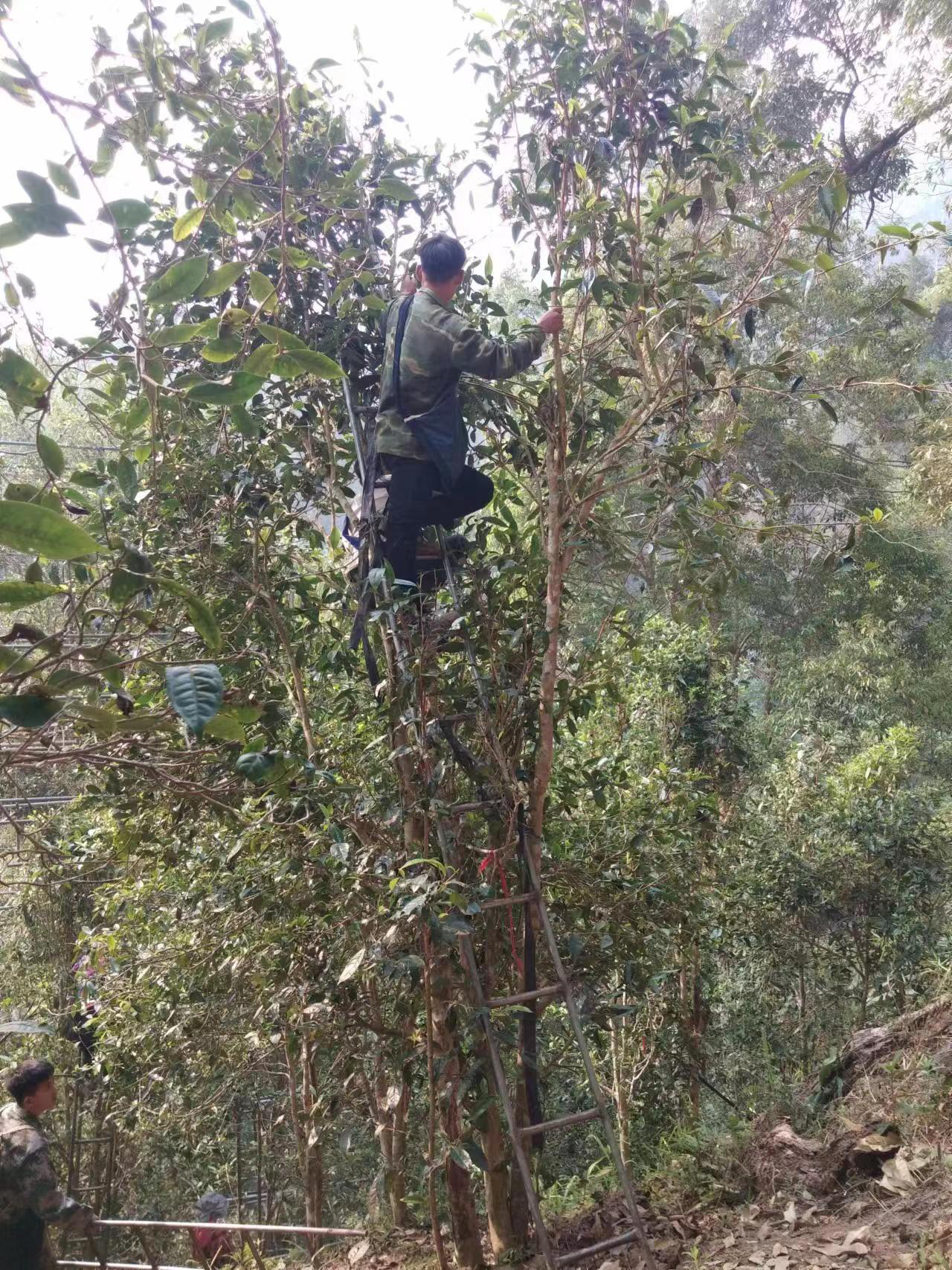 “陈永珍”2025或2024百花潭古树头春50克品鉴装！拆封不退！