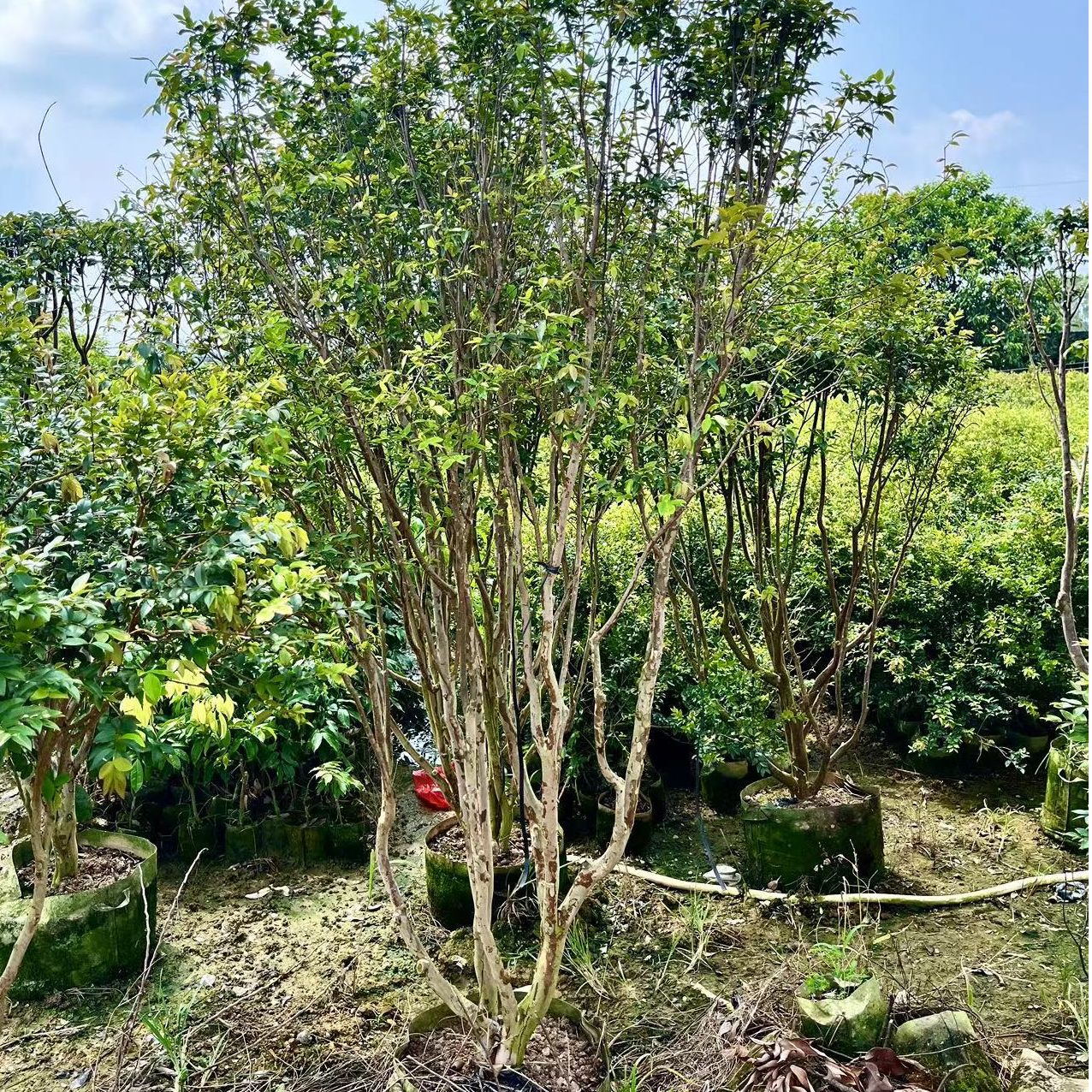 （直播间一物一拍）果树苗专拍链接