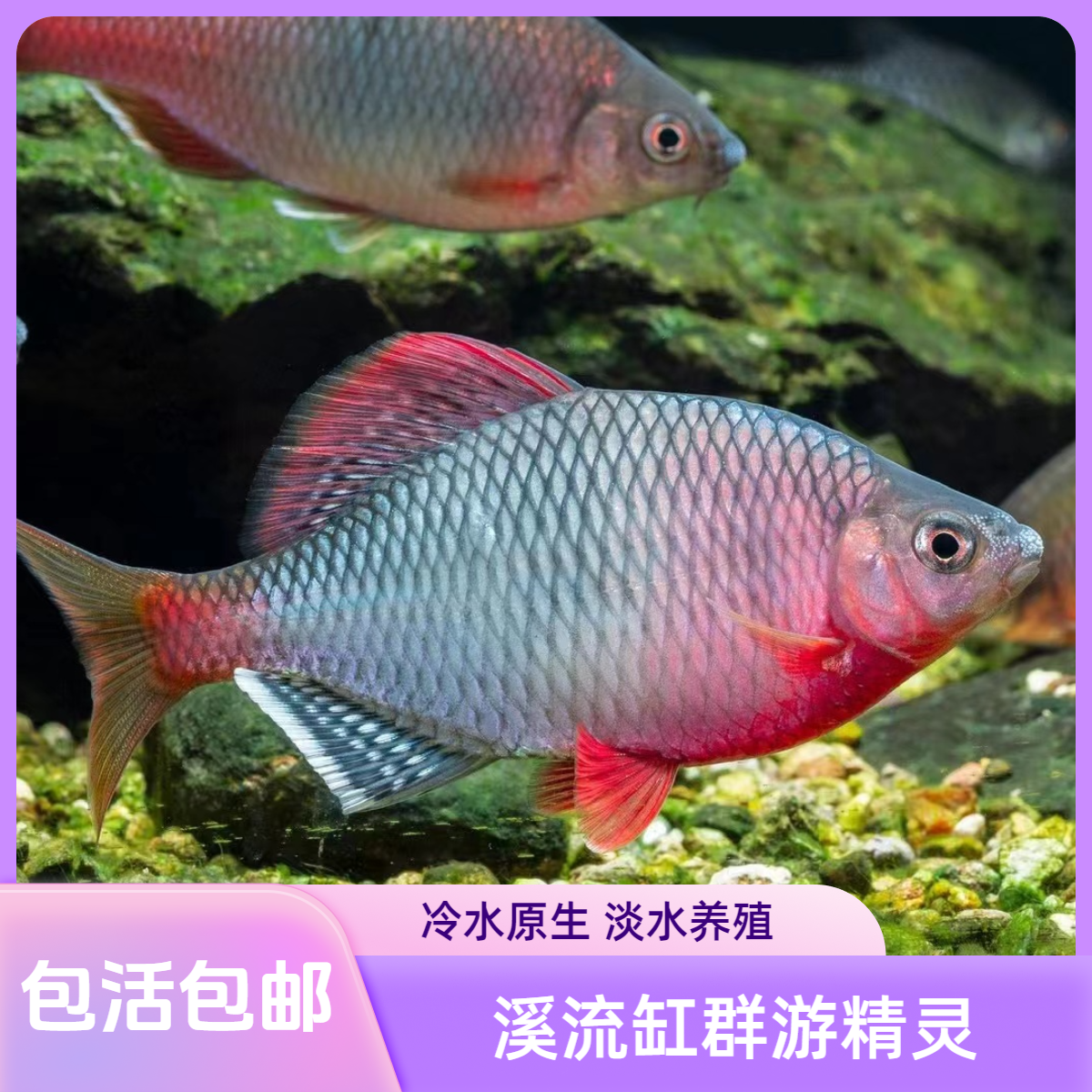 越南鱊 鳑鲏鱼 越南鳑鲏 冷水鱼原生鱼溪流鱼群游小型好养观赏鱼