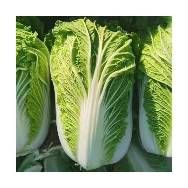 东北大白菜时令蔬菜新鲜现白菜农家自种可腌制酸菜无农药化肥包邮