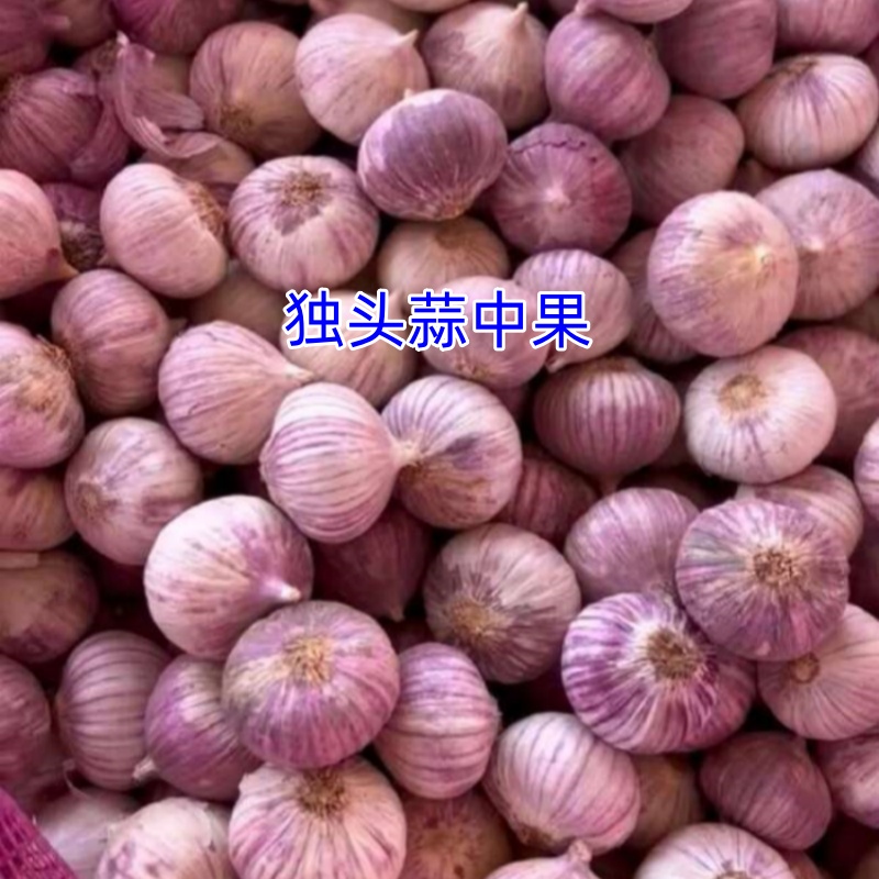 东北农家独头蒜干蒜黑土地种调味蔬菜农家菜
