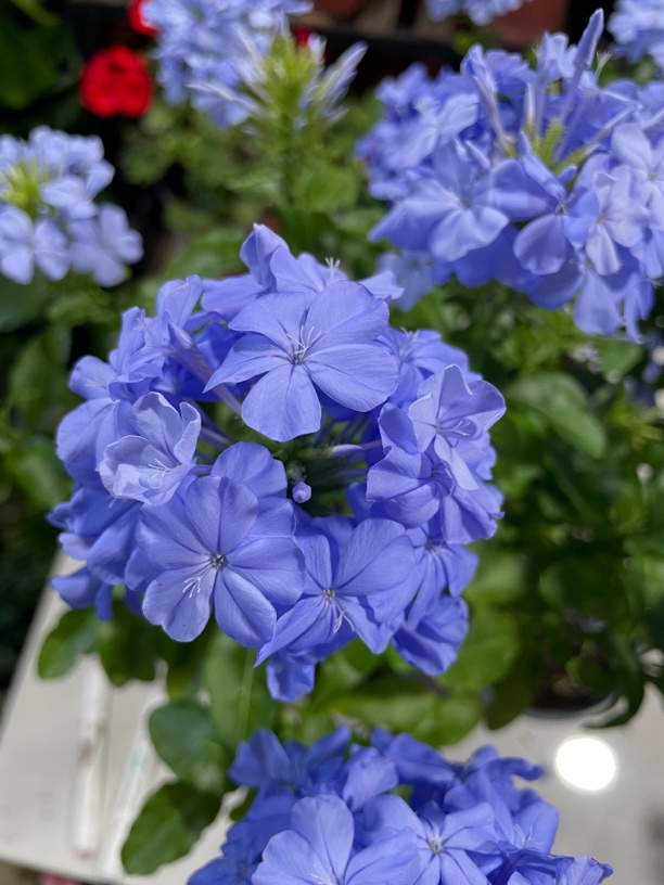 蓝雪花 独杆棒棒糖棵型 高度50加仑盆发货