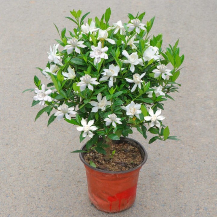 海岛小叶栀子花，春花，雀梅，两面针，直播间一物一拍（慎拍）