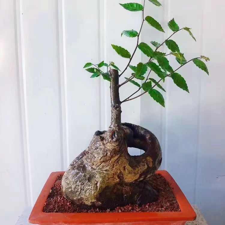 香山红叶黄栌，爱心果，各种杂木类盆景销售