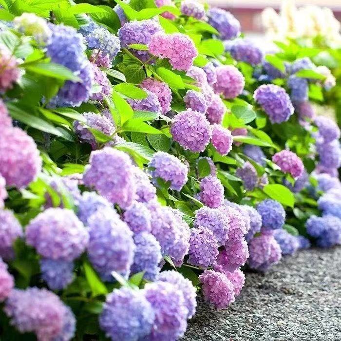 太阳神殿绣球花南北方好养绣球花【鲜花已发货不支持仅退款和拒收】