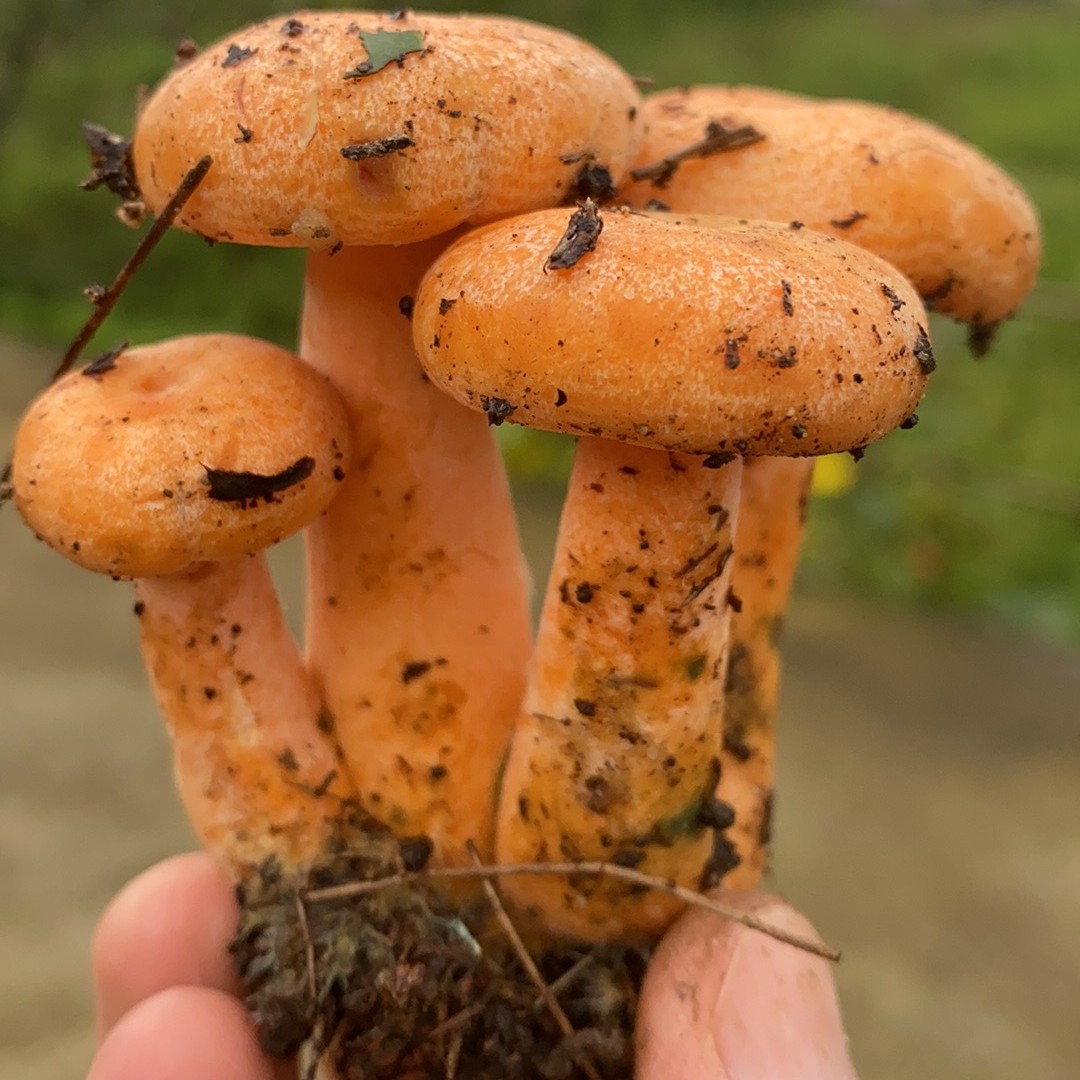新鲜野生黄枞菌松树菌九月香枞树菌谷熟菌三九菇大小混搭