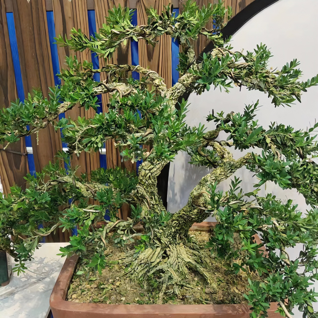 浙江皱皮雀舌黄杨矮霸大树型