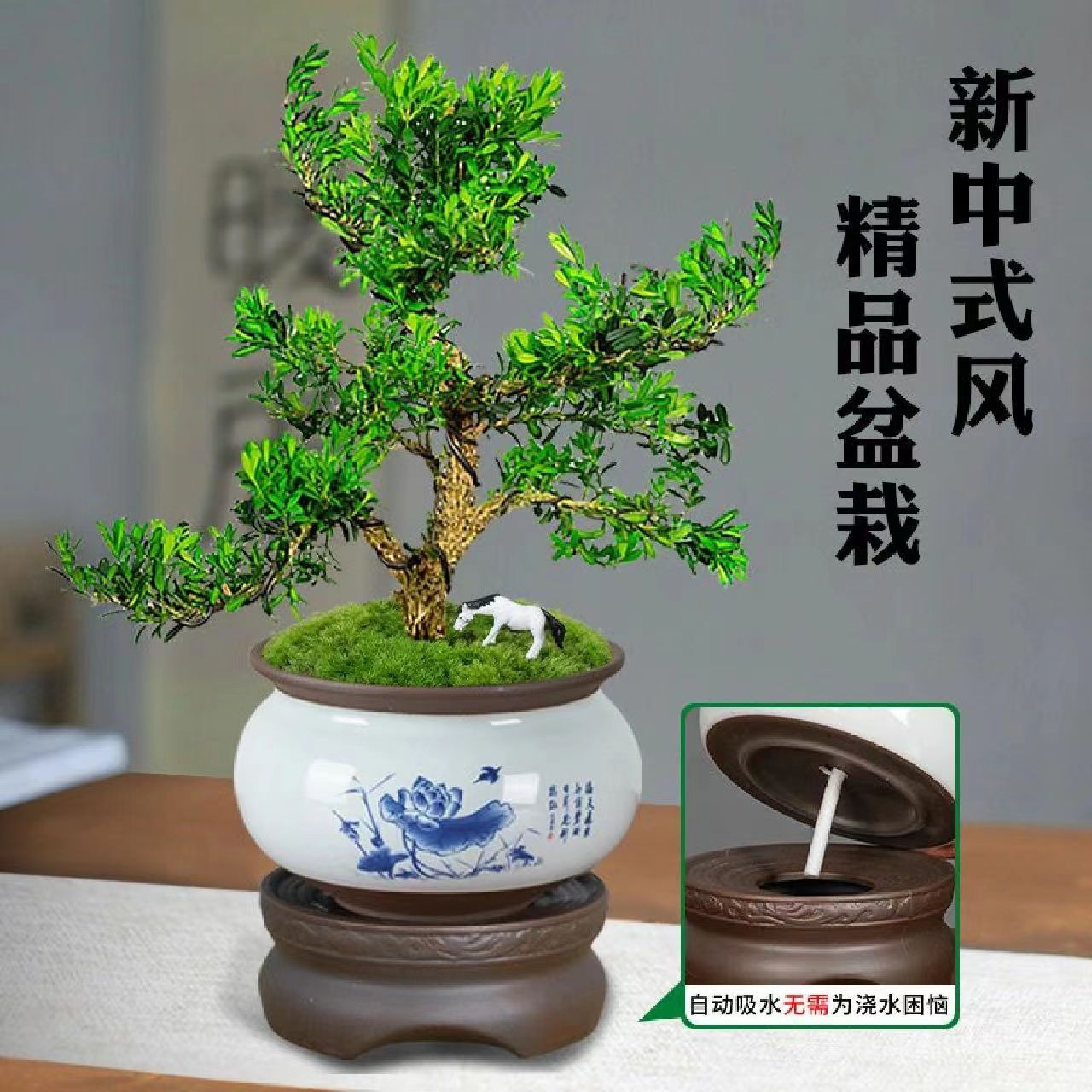 精品皱皮雀舌黄杨蔷薇清香木室内军迷母亲