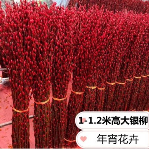 银柳鲜枝年宵花卉水养植物银柳干花花束彩色银柳耐寒水培 1米高花