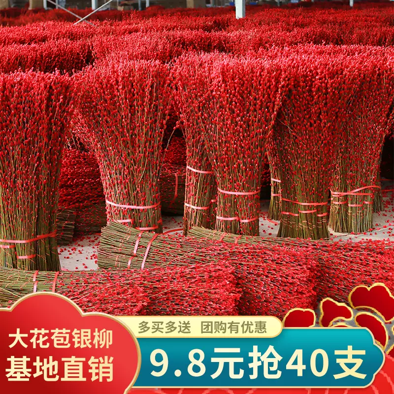 喜庆红招财银柳干花真花鲜枝耐寒年宵花水培花卉室内客厅摆放花