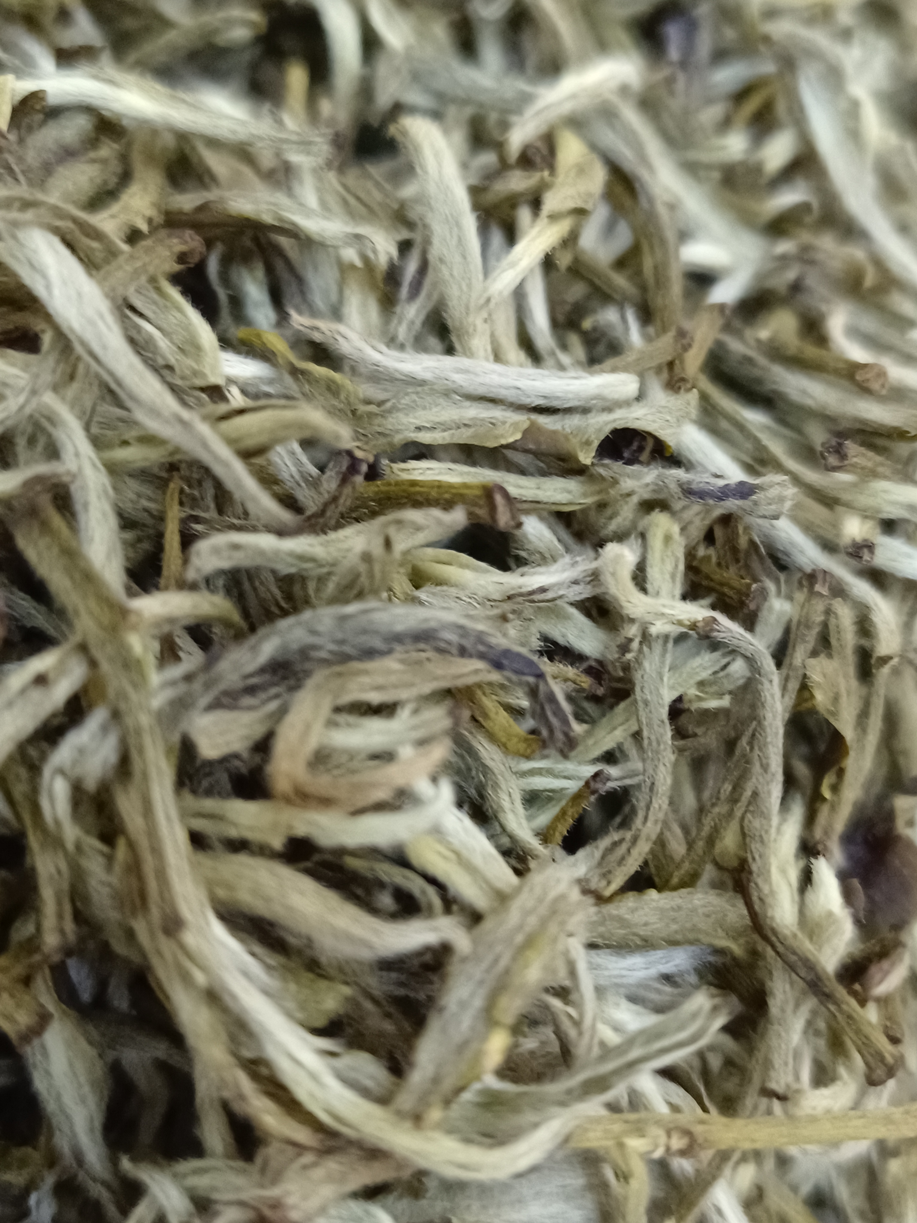茉莉龙豪，白豪显露，芽头饱满