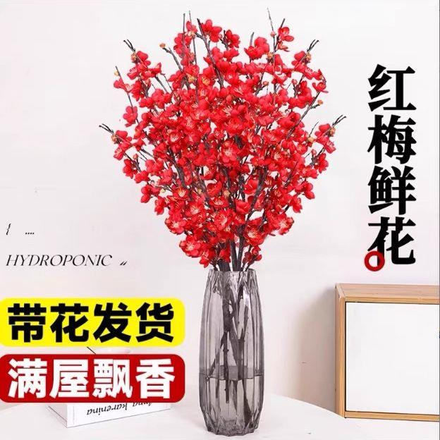 【春节开花】干枝红梅遇水开花带花苞鲜枝水培红梅耐寒花新年装饰品