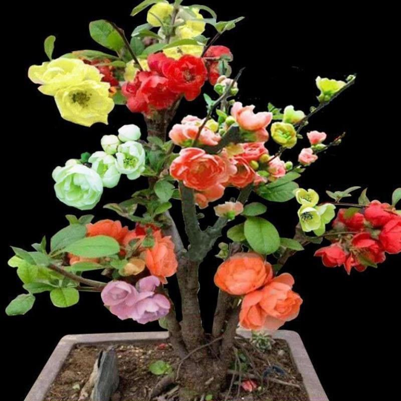 海棠花盆栽四季开花树苗重瓣阳台盆栽花卉老桩室内盆景绿植物庭院