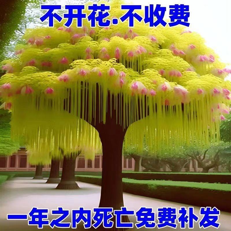 稀有名贵木本昙花正宗庭院耐寒耐热风景树好养招财门前树种植生长