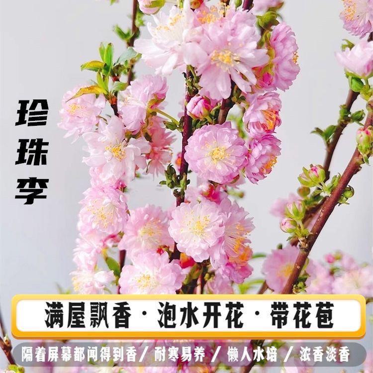 网红干枝珍珠李遇水开花鲜枝水培鲜花植物室内好养梅花水养耐寒花
