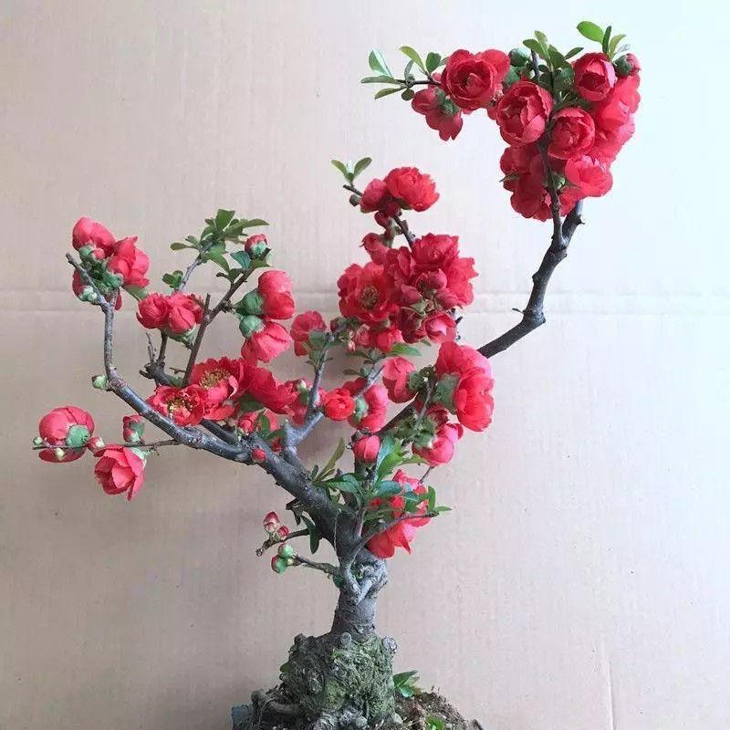 海棠盆栽耐寒海棠花老桩长寿庭院阳台室内外花卉盆景绿植四季开花