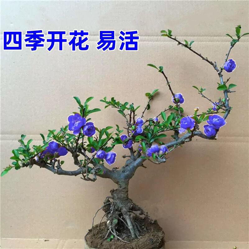 海棠花老桩海棠花长寿盆栽开花海棠树耐寒四季海棠盆景花卉绿植