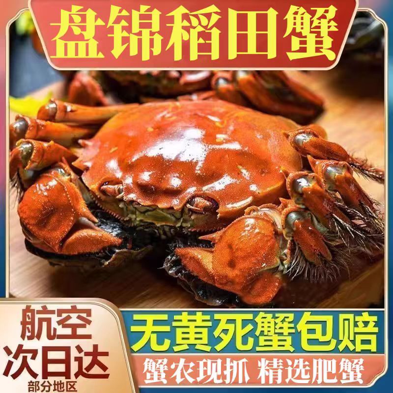 【活蟹】盘锦稻田蟹母蟹1.3-1.6两/只 母蟹  死蟹包赔礼盒包装