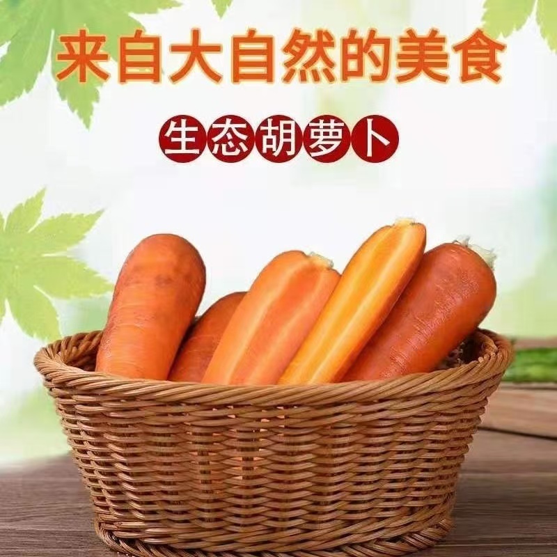 河南老品种小燕顶胡萝卜现挖