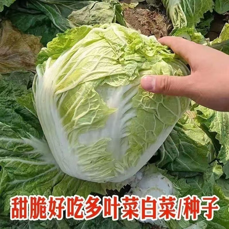 河南霜打鸡腿大叶白菜