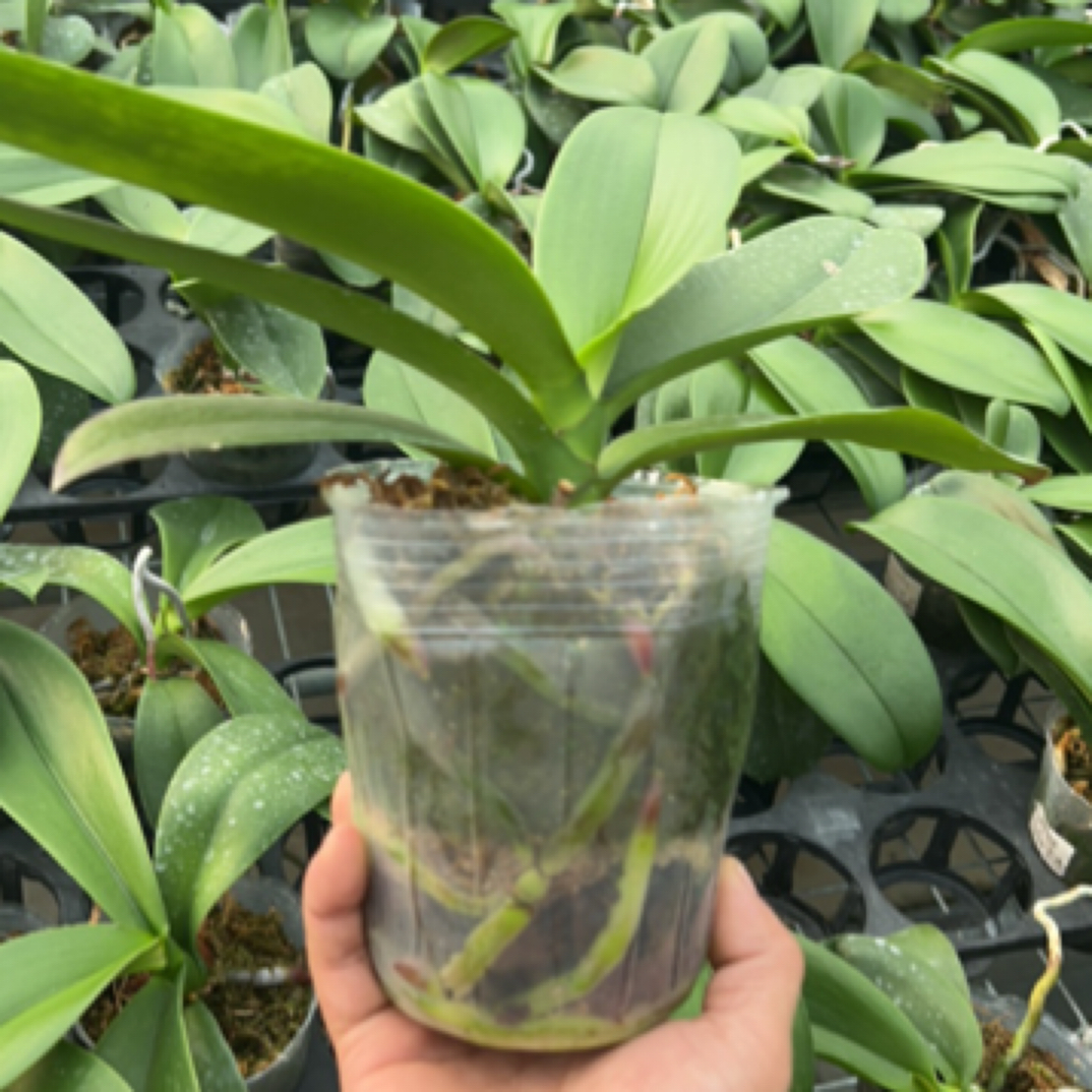 （一物一拍，有售后）幻影 4寸 不带花剑，如图展示