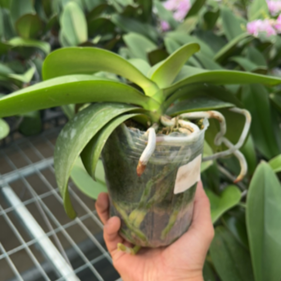 （一物一拍，有售后）鲑鱼 4寸 不带花剑，如图展示