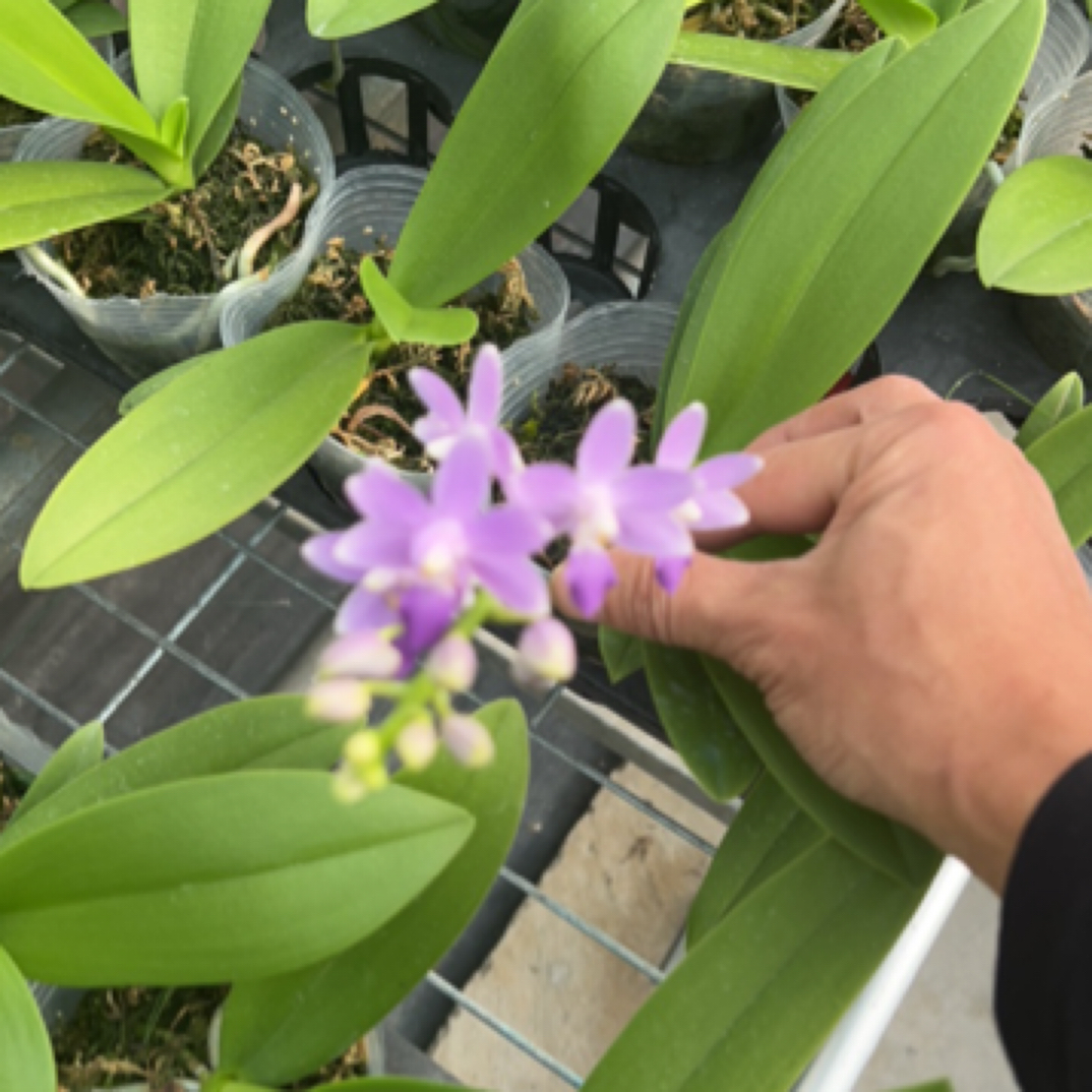 （一物一拍，有售后）蓝宝石 3寸 开花带花苞 如图展示