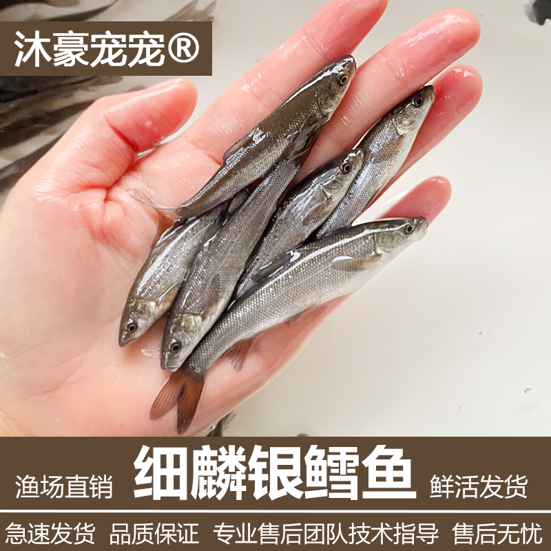 沐豪宠宠【银鳕鱼】推广价、观赏鱼冷水鱼淡水养殖鱼鳕鱼苗大鳞鲃鱼