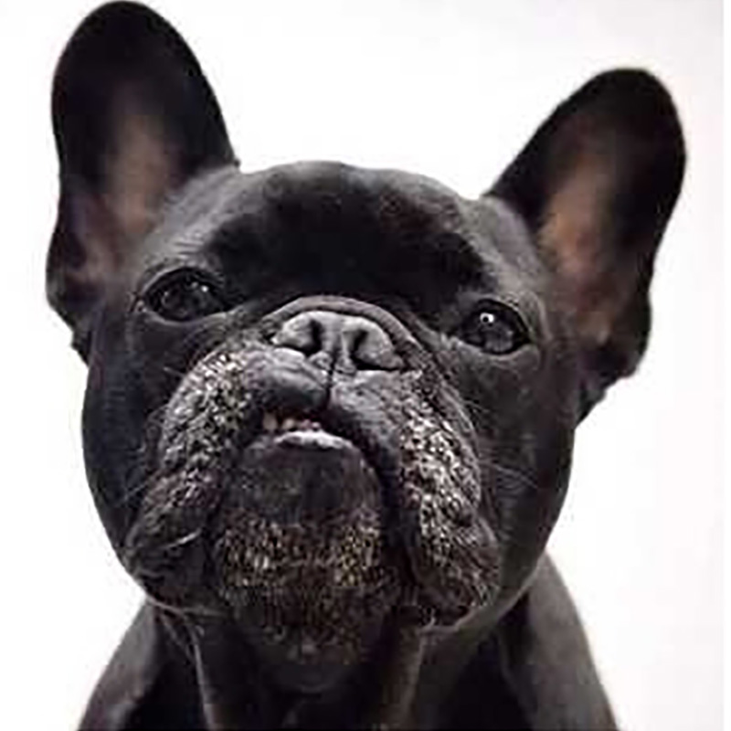 【一比一牙形】【选择对应的价格】真黑藏獒牙创意饰品男女情侣饰品