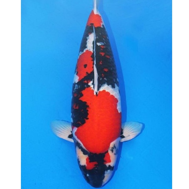 阪井锦鲤观赏鱼红白   丹顶   白写   绯写   芥子   大正  昭和