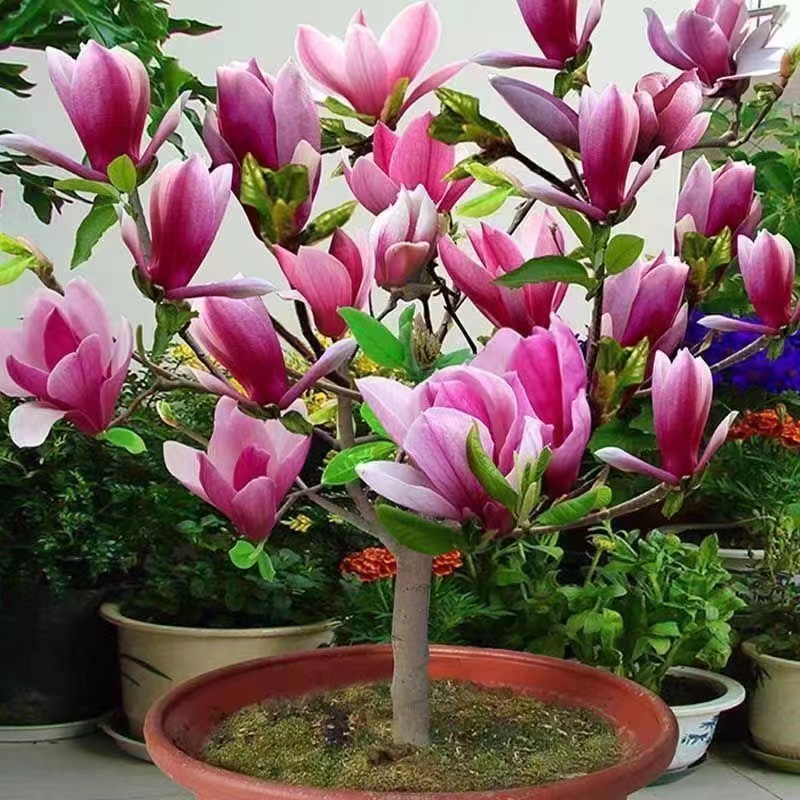 【带芽苞】矮化玉兰盆栽花卉玉兰花树苗驱蚊驱虫四季开花耐寒耐热