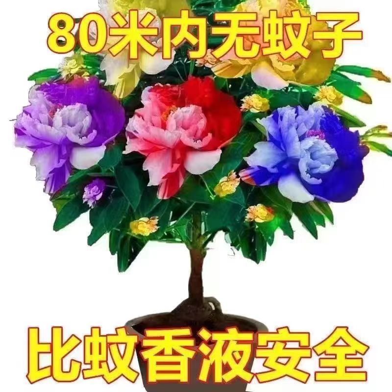 带芽苞千里香花卉大全驱蚊绿植盆栽耐高温耐寒室外南北方室内南北