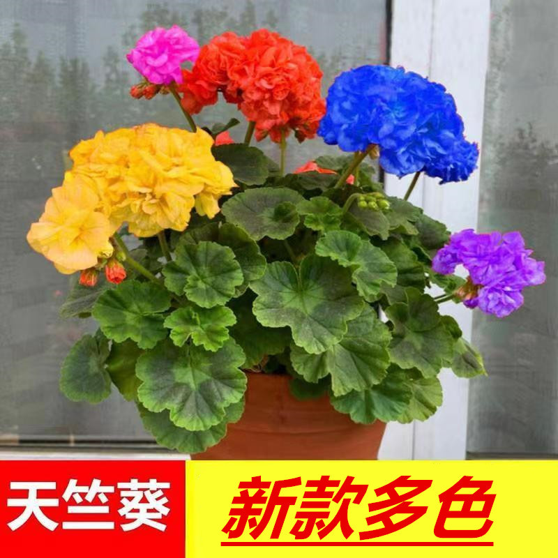 重瓣天竺葵盆栽花苗大花四季开花不断洋绣球苗室内阳台好养的花卉