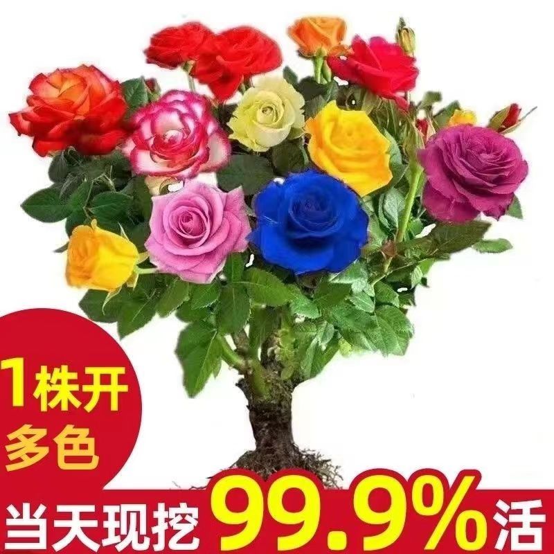 耐寒浓香型四季开花玫瑰花盆栽花卉绿植庭院室内外玫瑰老根老桩