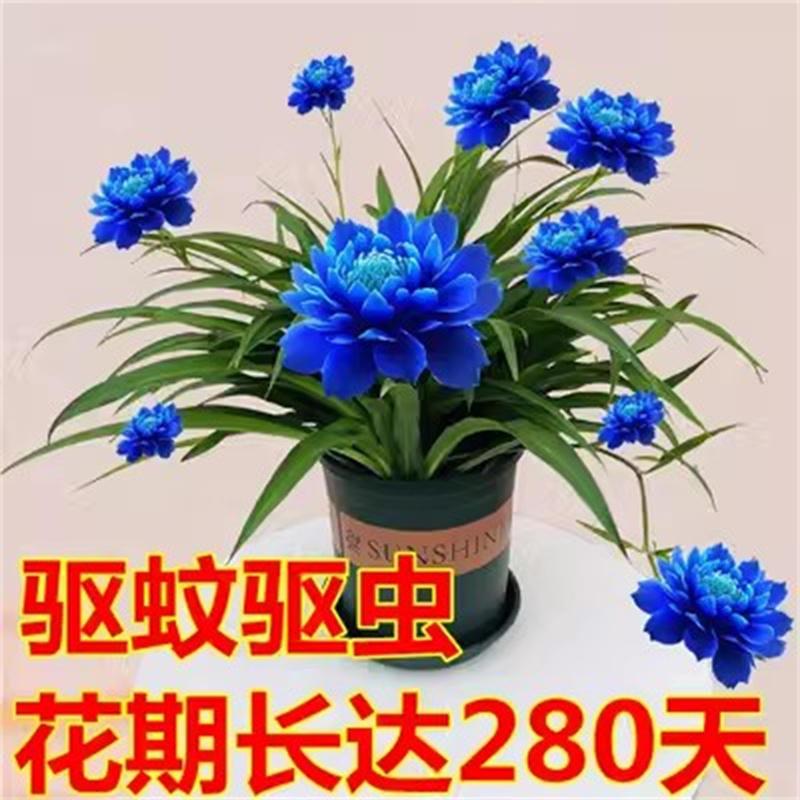 冬季不怕冻的花驱蚊牡丹吊兰种球水培花卉四季开花植物浓香绿植室
