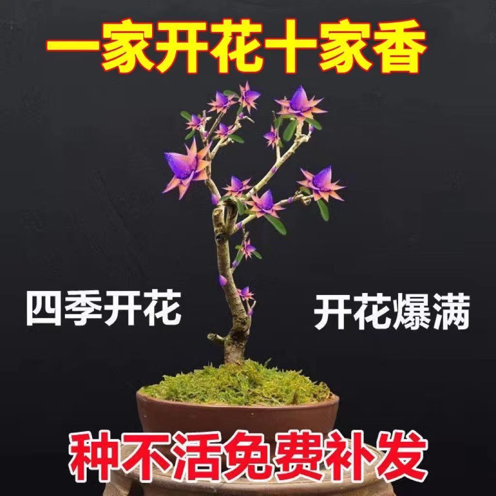 【耐寒浓香】天然檀香花苗聚财盆栽花卉南北方室外种植耐寒驱蚊虫