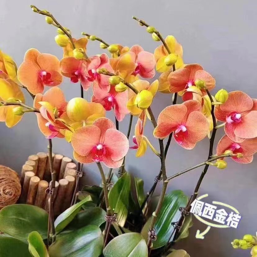 蝴蝶兰花苗带花剑盆栽兰花大苗客厅室内植物花卉四季好养活