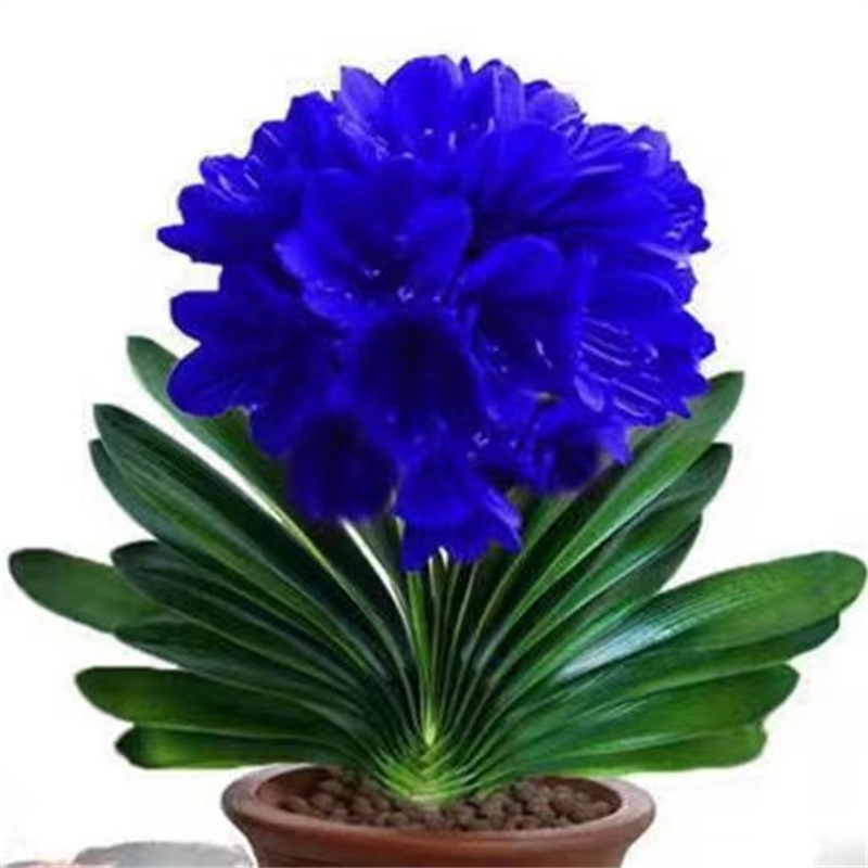 蓝色妖姬七彩君子兰盆栽精品绿植花卉植物室内圆头和尚四季开花苗