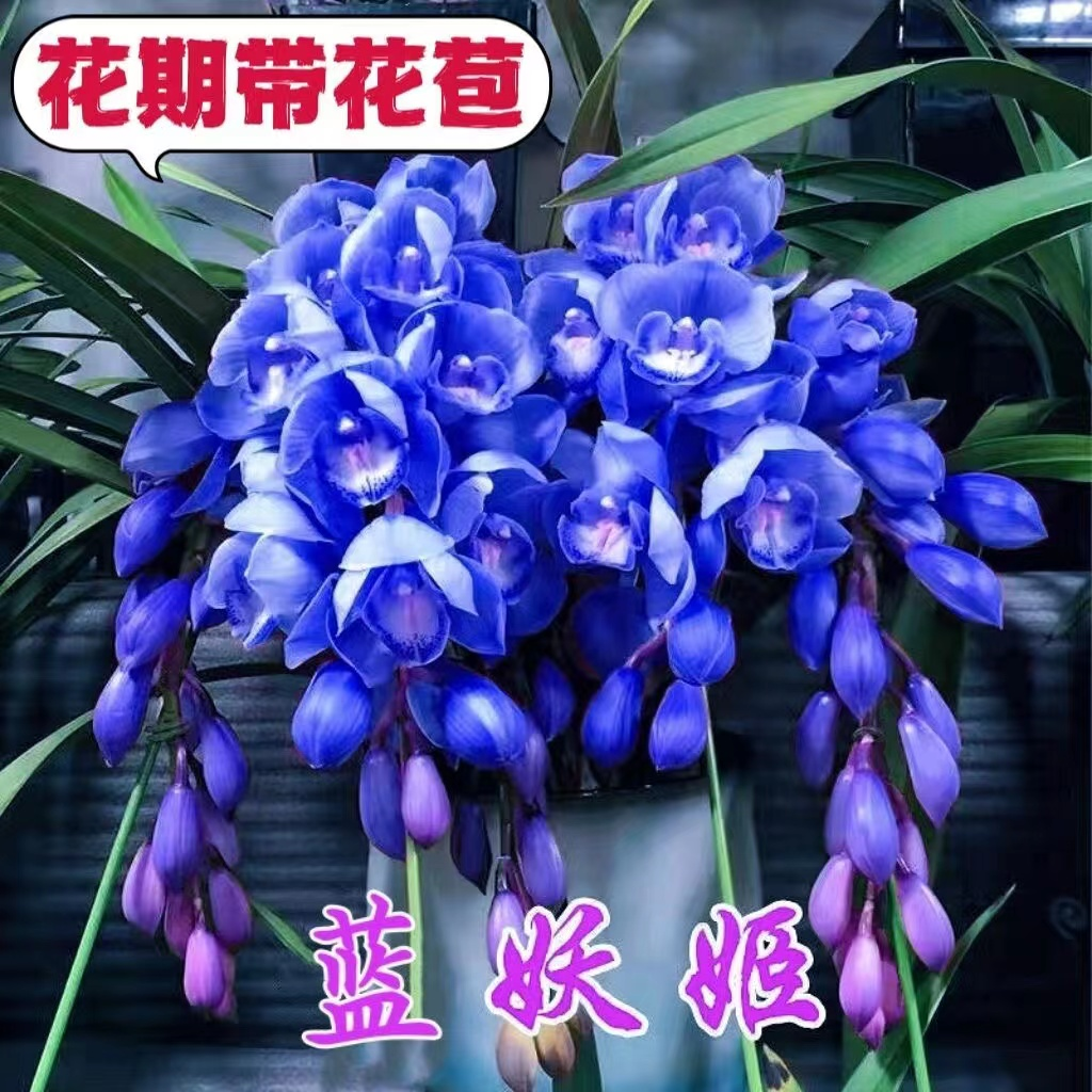 花期带花苞好养兰花苗浓香型四季开花盆栽室内外高档高贵花卉耐热