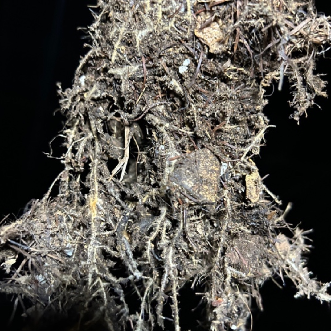 蟹爪兰专用花土，7加仑左右